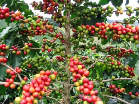 Caffè, meglio Arabica o Robusta